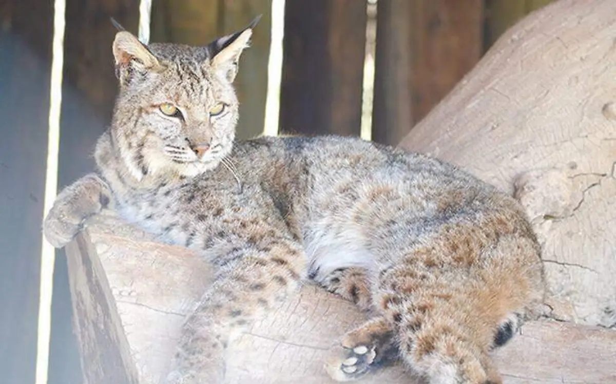 gato montés